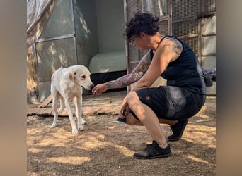 liebster Mister sucht sein Zuhause für immer