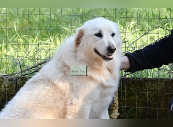 liebe Minka sucht noch ihr Zuhause