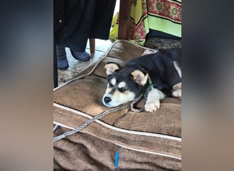 süßer Rocky sucht sein Zuhause für immer