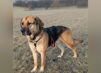 liebster Teodoro auf Pflegestelle in 72124 Pliezhausen sucht sein Zuhause