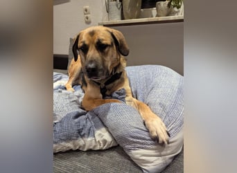 liebster Teodoro auf Pflegestelle in 72124 Pliezhausen sucht sein Zuhause