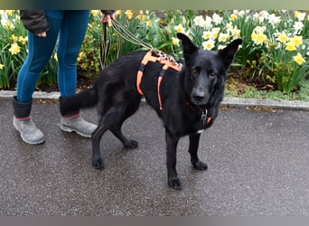 Barby auf Pflegestelle in 72488 Sigmaringen sucht ihr Zuhause