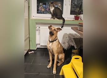 Brad auf Pflegestelle in 88273 Fronreute sucht sein Zuhause