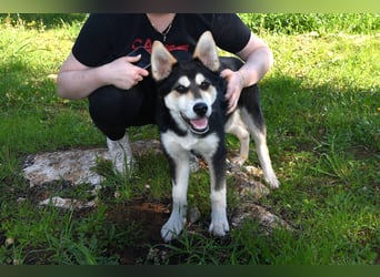 süßer Rocky sucht sein Zuhause für immer