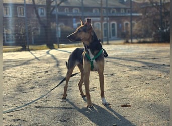 Bruce auf Pflegestelle in 01705 Freital sucht sein Zuhause für immer