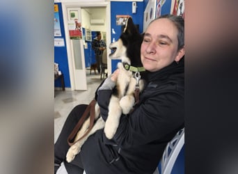 süßer Rocky sucht sein Zuhause für immer