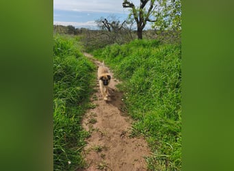 süßer Kalle sucht sein Zuhause