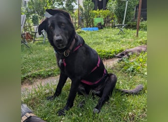 süße Zoe auf Pflegestelle in 72124 Pliezhausen sucht ihr Zuhause für immer