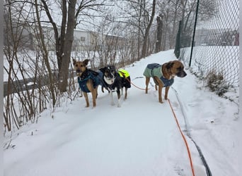 Bruce auf Pflegestelle in 01705 Freital sucht sein Zuhause für immer