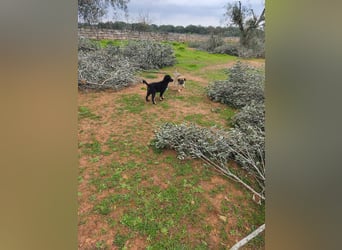 süßer Knut sucht sein Zuhause für immer
