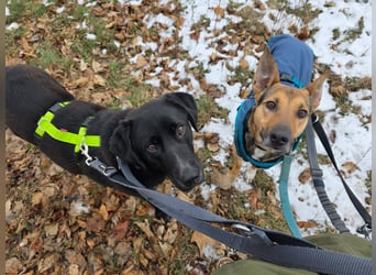 Bruce auf Pflegestelle in 01705 Freital sucht sein Zuhause für immer