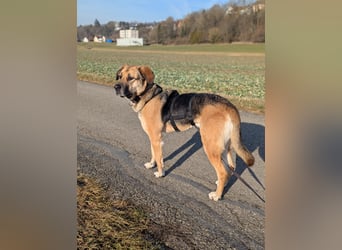 liebster Teodoro auf Pflegestelle in 72124 Pliezhausen sucht sein Zuhause