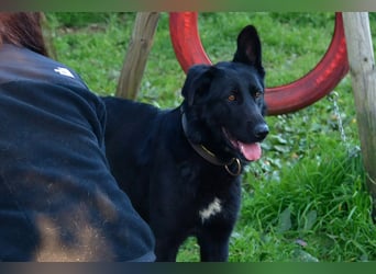 freundliche Zoe sucht ihr Zuhause für immer