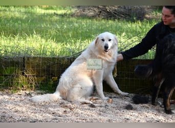 liebe Minka sucht noch ihr Zuhause