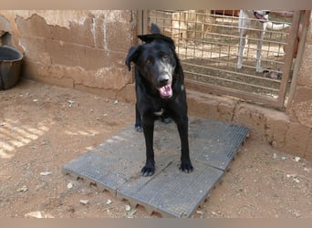 freundliche Zoe sucht ihr Zuhause für immer