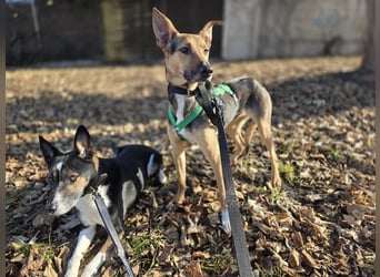 Bruce auf Pflegestelle in 01705 Freital sucht sein Zuhause für immer