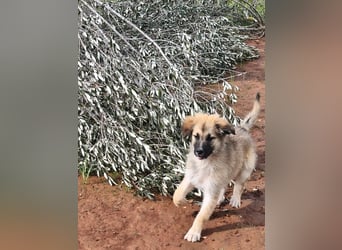 süßer Kalle sucht sein Zuhause