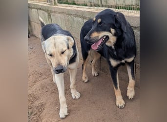 liebste Luisa sucht ihr Zuhause