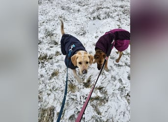 Nacho auf Pflegestelle in in 88273 Fronreute sucht sein Zuhause