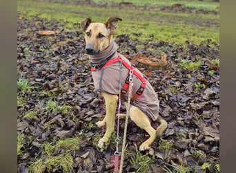 Brad auf Pflegestelle in 88273 Fronreute sucht sein Zuhause