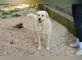 liebe Minka sucht noch ihr Zuhause