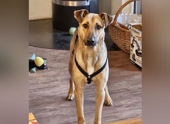 Brad auf Pflegestelle in 88273 Fronreute sucht sein Zuhause