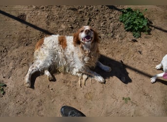 lieber Cocker sucht sein Zuhause für immer