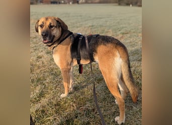 liebster Teodoro auf Pflegestelle in 72124 Pliezhausen sucht sein Zuhause