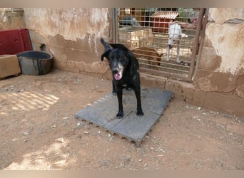 freundliche Zoe sucht ihr Zuhause für immer