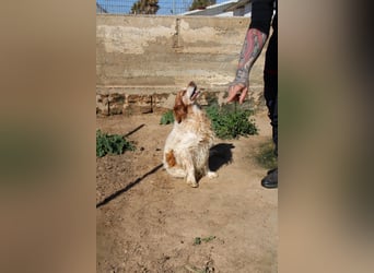 lieber Cocker sucht sein Zuhause für immer