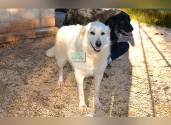 liebe Minka sucht noch ihr Zuhause