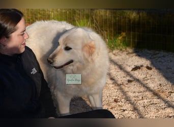 liebe Minka sucht noch ihr Zuhause