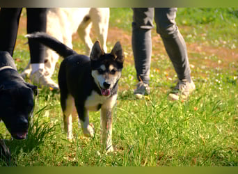 süßer Rocky sucht sein Zuhause für immer