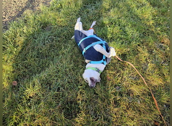 Nacho auf Pflegestelle in in 88273 Fronreute sucht sein Zuhause