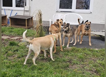 Brad auf Pflegestelle in 88273 Fronreute sucht sein Zuhause