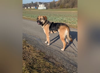 liebster Teodoro auf Pflegestelle in 72124 Pliezhausen sucht sein Zuhause