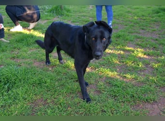 freundliche Zoe sucht ihr Zuhause für immer