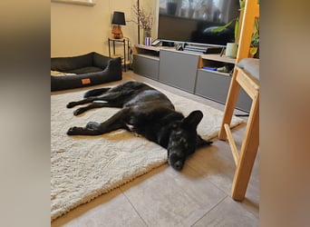 Barby auf Pflegestelle in 72488 Sigmaringen sucht ihr Zuhause