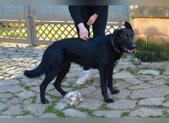 freundliche Zoe sucht ihr Zuhause für immer