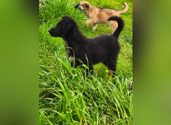 süßer Knut sucht sein Zuhause für immer