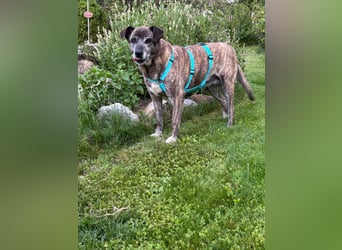 Maya wartet in 88410 Bad Wurzach auf Pflegestelle auf ihr Zuhause