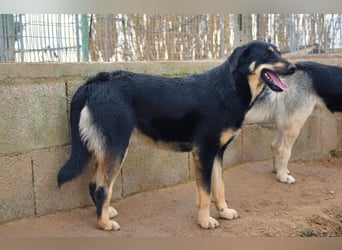 liebste Luisa sucht ihr Zuhause