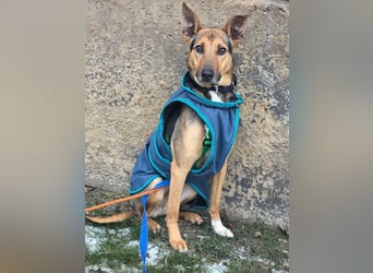 Bruce auf Pflegestelle in 01705 Freital sucht sein Zuhause für immer