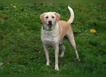 Nacho auf Pflegestelle in in 88273 Fronreute sucht sein Zuhause