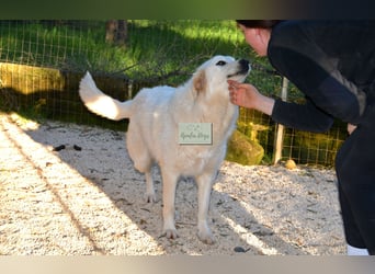 liebe Minka sucht noch ihr Zuhause