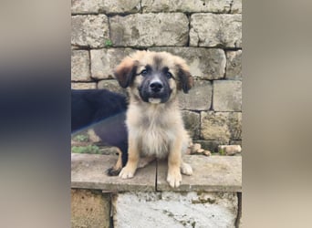 süßer Kalle sucht sein Zuhause