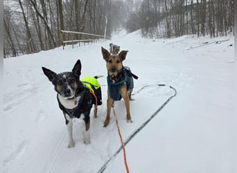 Bruce auf Pflegestelle in 01705 Freital sucht sein Zuhause für immer