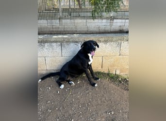 süße Yuma sucht nach ihrem Zuhause für immer