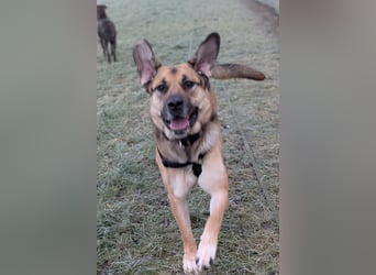 liebster Teodoro auf Pflegestelle in 72124 Pliezhausen sucht sein Zuhause