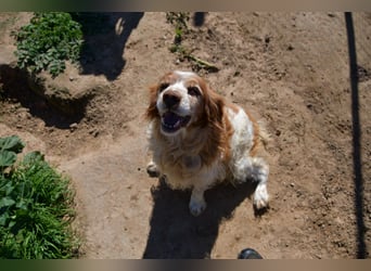lieber Cocker sucht sein Zuhause für immer